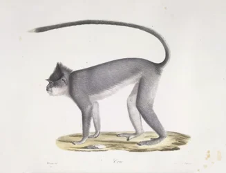 Croo. Um macaco, da História Natural dos Mamíferos (lito colorido)