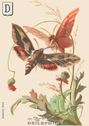 D: Deilephila (Deilephila elpenor ou Grande esfinge da videira)