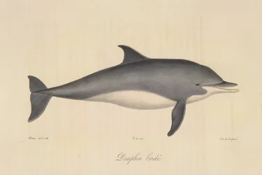 Golfinho roaz, da Histoire Naturelle des Mammifères (cor litho)