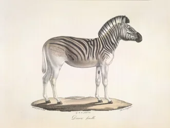 Dói fêmea. O quagga listrado, ou zebra de Burchell, da África do Sul (Asinus Burchellii), da História Natural dos Mamíferos (cor litho)