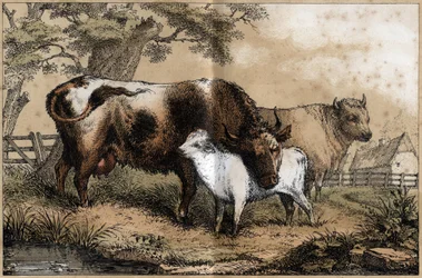 Descrição dos vários produtos e usos da vaca: vaca, bezerro em um pré. Placa "La coache et ses produits" em "les Recreations instructives" Pintura sinóptica de Jules DELBRUCK, gravada a partir de 1860. Coleção particular.
