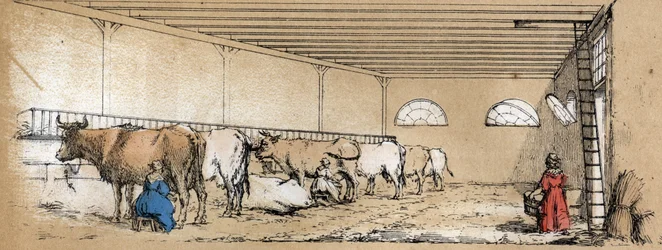 Descrição dos vários produtos e usos da vaca: ordenha e produção de leite de vaca, visto de estábulo. Placa "La coache et ses produits" em "les Recreations instructives" Pintura sinóptica de Jules DELBRUCK, gravada a partir de 1860. Particular