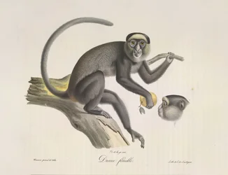 Diana, uma macaca, da História Natural dos Mamíferos (lito colorido)