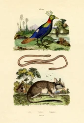 Dormouse, 1833-39