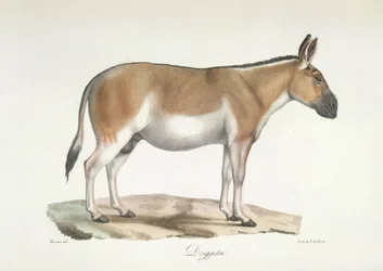 Dziggetai, de Natural History of Mammals (cor litho)
