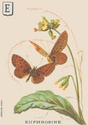 E: Eufrosina (eufrosina Clossiana ou colar de prata grande)