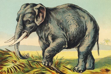 E como Elefante