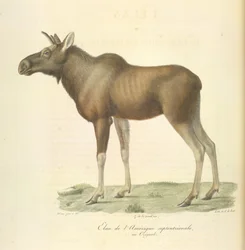 Alce da América do Norte, da História Natural dos Mamíferos (lito colorido)