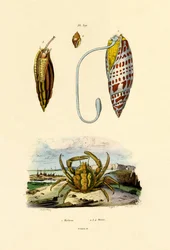 Caranguejo Esmeralda, 1833-39