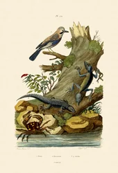 Jay Eurasiático, 1833-39