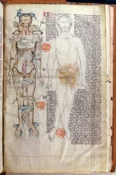 F.116v A Relação entre o Corpo Humano e os Signos do Zodíaco, de um tratado médico de Abul Qasim Khalaf ibn al Abbas al-Zahrawi (Abulcasis) (936-1013) traduzido por Gerard de Cremone