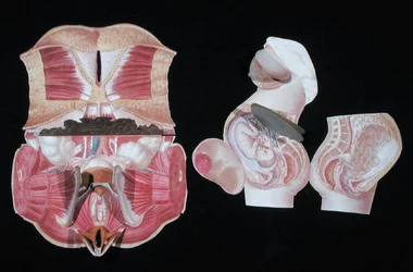 Figura anatômica feminina, de 