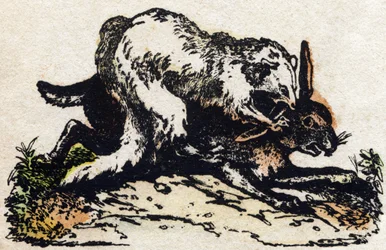 Furão. Gravura no "Alfabeto dos animais sauvages". 9ª Série. Imagem de Epinal, Pellerin, impressora-editora, cerca de 1870. Gravura em madeira, stencilled. 16 páginas. Dimensões: 20 x 15 cm. Coleção Particular