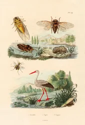 Vaga-lume, 1833-39