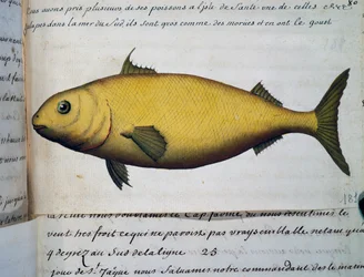 Peixe grande como o bacalhau, Isle De La Sante, aguarela do livro de bordo de Jacques Gouin de Beauchesne (1652-1730), capitão da Compagnie royale de la Mer du Sud, de 1698 a 1701, França