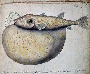 Peixe chamado Crocros, ilha de São Vicente, Cabo Verde, aguarela do livro de bordo de Jacques Gouin de Beauchesne (1652-1730), capitão da Compagnie royale de la Mer du Sud, de 1698 a 1701, França