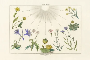 Relógio Floral, 1833-39