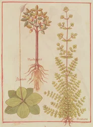 Fr 12322 f.180v Tanchagem, manjerona e mandrágora, de Livre des Simples Medecines, c.1520-30
