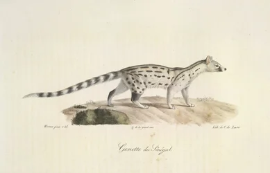 Genet of Senegal, da Histoire Naturelle des Mammifères (cor litho)