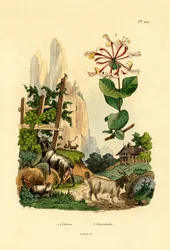 Cabras, 1833-39