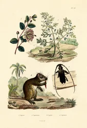 Goatweed, 1833-39