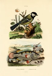 Chapim-real, 1833-39