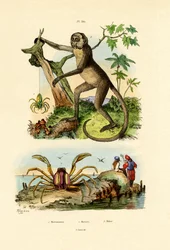 Aranha do caçador verde, 1833-39