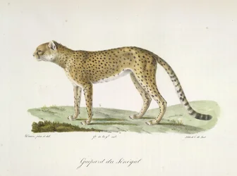 Guepard du Sénégal, da Histoire Naturelle des Mammifères (cor litho)