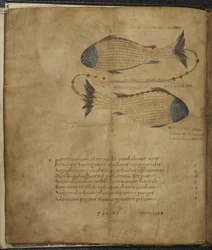 Harley 647, f.3v Ilustração da Constelação Peixes, de 