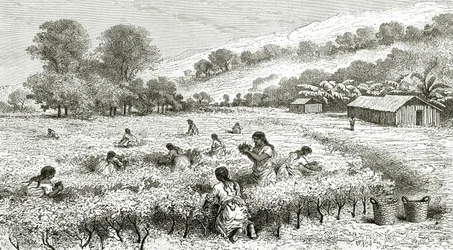 Colheita de Coca, Peru, ilustração da revista The World Tour, 1877