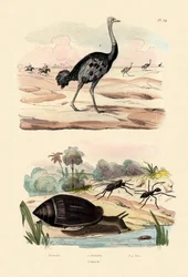 Caracol de Arauto, 1833-39