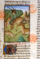 Rebanho de veados, do Livro de Caça de Gaston Phebus de Foix (1331-91)