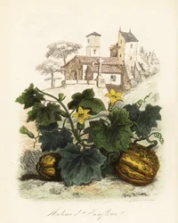 Melão de Honfleur, Cucumis melo