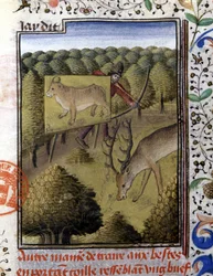 Caça ao veado com isco - em "Livro de caça de Gaston Phoebus, Conde de Foix, Senhor de Béarn".