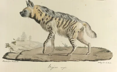 Hiena, uma hiena listrada, da História Natural dos Mamíferos (lito colorido)