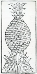 Ilustração de 