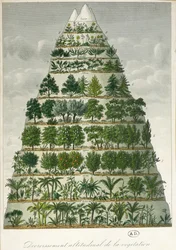 Ilustração dos diferentes tipos de vegetação em diferentes altitudes