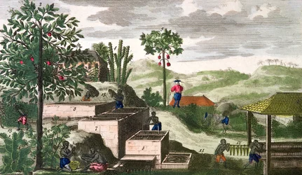 Planta índigo, ilustração de "Histoire Generale des Antilles Habitees par les Francois Vol 2" de Jean Baptiste Du Tertre (1610-1687) publicado em 1667 (gravura a cores) (ver também 177261)
