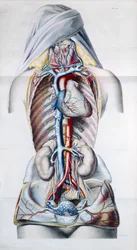 Pesquisas anatômicas, fisiológicas e patológicas sobre o sistema venoso por Gilbert Breschet (1784-1845) gravada por Engelmann, Paris, 1829