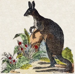Kanguroo. Gravura no "Alfabeto dos animaux sauvages". 9ª Série. Imagem de Epinal, Pellerin, impressora-editora, cerca de 1870. Gravura em madeira, stencilled. 16 páginas. Dimensões: 20 x 15 cm. Coleção Particular