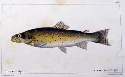 A truta comum da "Histoire naturelle des poissons" de Cuvier, Valenciennes, Paris