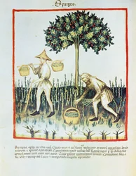 Lat. 9333 fólio 23v "Spargus" (Apanhadores de espargos) de Tacuinum sanitatis, de Ibn Butlân (velino)
