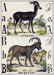 Carta A Antelope; B Ibex. Gravura em "Alfabeto dos animaux sauvages". 9ª Série. Imagem de Epinal, Pellerin, impressora-editora, cerca de 1870. Gravura em madeira, stencilada. 16 páginas. Dimensões: 20 x 15 cm. Coleção Particular