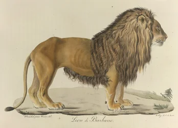 Leão-da-barbária. Um leão-da-barbária, de «Histoire Naturelle des Mammifères»