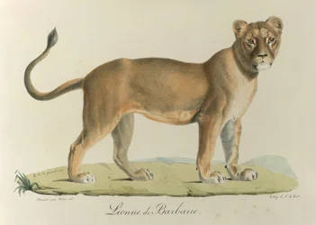 Barbary Lioness. Uma leoa Barbária, da 
