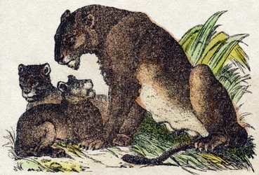 Lioness. Gravura no "Alfabeto dos animaux sauvages". 9ª Série. Imagem de Epinal, Pellerin, impressora-editora, cerca de 1870. Gravura em madeira, stencilled. 16 páginas. Dimensões: 20 x 15 cm. Coleção Particular