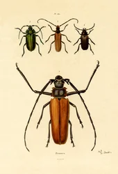 Besouros Longos-cornudos, 1833-39