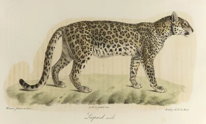 Leopardo, macho. Um leopardo macho, de 