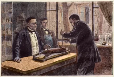 Louis Pasteur (1822-1895), químico e microbiologista francês, experimentando em um coelho cloroformado durante sua busca por uma cura para a Raiva.