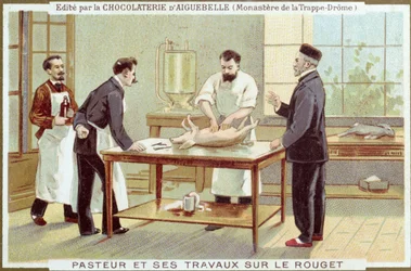 Louis Pasteur (1822-95) trabalhando na investigação do sarampo, cartão de publicidade para a Chocolaterie dAiguebelle